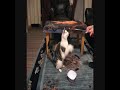 Sammi and Isla - Cat training with a \ Sammi and Isla - Cat training with a \