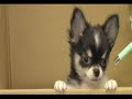 The Story Of Healty DOG ,ExtraChapter2.?????? ???2)