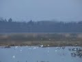 mating dance of the cranes
trandans
tanz der kranichen