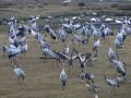 mating dance of the cranes
trandans
tanz der kranichen
