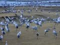 mating dance of the cranes
trandans
tanz der kranichen