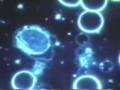 Earth's Tiniest Living Organisms: Somatids (Identify: Friend or Foe?)