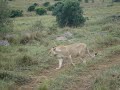 Lion mothers and cubs, Masai Mara Kenya 2008