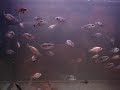 American cichlids mix - H. carpintis, C. salvini, P. managuensis - gold, Flowerhorns American cichlids mix - H. carpintis, C. salvini, P. managuensis - gold, Flowerhorns