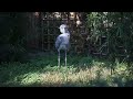 ハシビロコウ毛繕い3