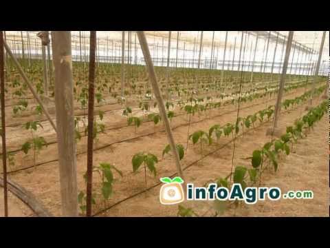 Ají - El pimiento (Chile, Ají, Morrón) pertenece a la familia de las solanáceas cuyo nombre científico es Capsicum annuum L. Es una planta herbácea y perenne de ci...