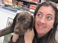Cute Puppy at Pet Store