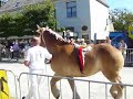 Mora van de Wijzend, opgenomen in stamboek