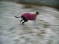 videos de Cutie running in the snow