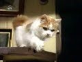 Best Home Security By Pets sAn