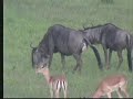 Wildebeest In Labor Pt.1