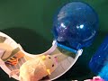 Review of Zhu Zhu Pets and Accessories Review of Zhu Zhu Pets and Accessories