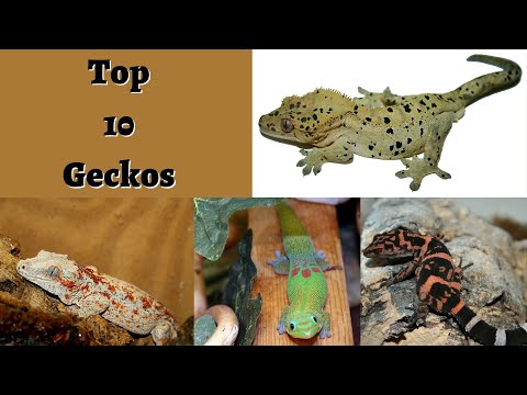YouTube reptile video