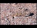 Texas Horned Lizard Eating Ants