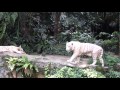 Scary white tiger in Singapore