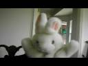 Dave The Bunny~Dave Is BORED Dave The Bunny~Dave Is BORED
