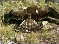 �guila culebrera (Circaetus gallicus)