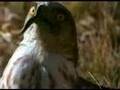 Águila culebrera (Circaetus gallicus)