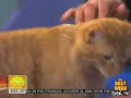 Mr. Green Genes: The American Glow-in-the-Dark Cat!! (Best Quality) Mr. Green Genes: The American Glow-in-the-Dark Cat!! (Best Quality)