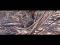 monitor lizzard in Tembe
