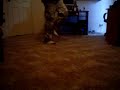 melbourne shuffle [1month shuffling]