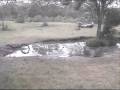 videos de Lion at Elephant Plains