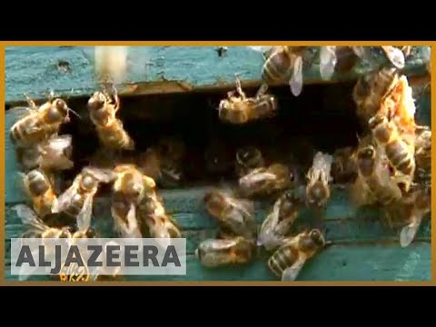 bosnia (region) - In the southern region of Bosnia and Herzegovina, there has been an incident of mass bee deaths which bee keepers are blaming on crop chemicals. It is estima...