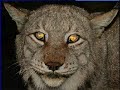 Raubkatzen DIA Raubkatzen DIA