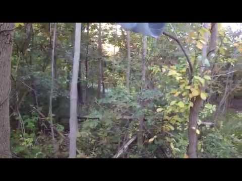 how to replant wild roses