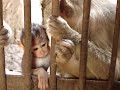 baby monkey from lopburi baby monkey from lopburi