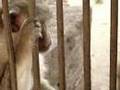 baby-monkey-from-lop