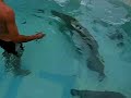 pescaria de pirarucu pimenta bueno rondonia 3