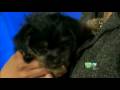 how to care for a pet,in home pet care