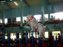 lion dance Sandakan from jing woo team part 1