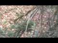 videos de Fitzgerald Explorer: The Great Challenge Pt. 2