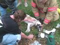 Rescue of Kilo the dog