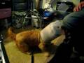 videos de Kenobi was hungry