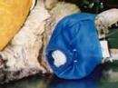 Unusual Vet Cases (Smelly Cat)