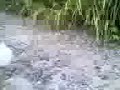 aris hari wibowo