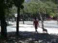 Alugue um Cachorro