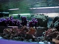le zebrasoma flavescens, plus commun�ment appel� chirurgien jaune,peut �tre maintenu avec des individus de son esp�ce � condition d'avoir un volume suffisant (2 individus pour 500l d'eau). il peut devenir relativement agressif et territorial en vieillissant. comme tous les chirurgiens, il poss�de un scalpel de chaque c�t� de sa nageoire caudale.
retrouvez cet invert�br� sur http://www.marinelife.eu