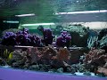 le zebrasoma flavescens, plus commun�ment appel� chirurgien jaune,peut �tre maintenu avec des individus de son esp�ce � condition d'avoir un volume suffisant (2 individus pour 500l d'eau). il peut devenir relativement agressif et territorial en vieillissant. comme tous les chirurgiens, il poss�de un scalpel de chaque c�t� de sa nageoire caudale.
retrouvez cet invert�br� sur http://www.marinelife.eu