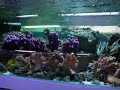le zebrasoma flavescens, plus commun�ment appel� chirurgien jaune,peut �tre maintenu avec des individus de son esp�ce � condition d'avoir un volume suffisant (2 individus pour 500l d'eau). il peut devenir relativement agressif et territorial en vieillissant. comme tous les chirurgiens, il poss�de un scalpel de chaque c�t� de sa nageoire caudale.
retrouvez cet invert�br� sur http://www.marinelife.eu