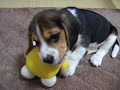 Kaiser The Beagle - Beagle Puppy Playing With His Toy Bunny