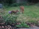 Garden Fox Pt1 Garden Fox Pt1