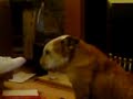 Faldo the Talking Bulldog