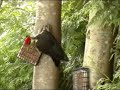 Pileated Woodpecker