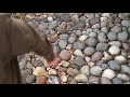 Peace Broom Clears Leaves From Any Surface Fast!