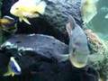 young flower horn fighting cichlids tank