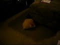 Kitten Vs. Duck Part 2